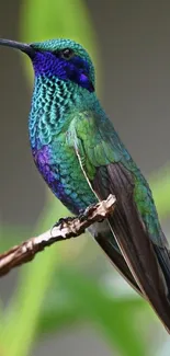 Vibrant hummingbird with iridescent green feathers on a branch.