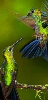 Vibrant hummingbirds flying in lush greenery.