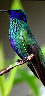 A vibrant hummingbird perched with green and blue feathers.