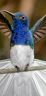 Stunning blue and white hummingbird with wings spread wide.