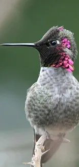 Close-up of a colorful hummingbird perched gracefully.