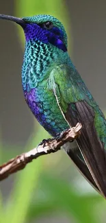 Vibrant hummingbird with green and blue plumage perched gracefully.