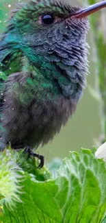 Vibrant green hummingbird with lush foliage background.