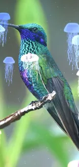 Vibrant hummingbird with green and blue plumage perched on a branch.