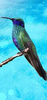 Vibrant hummingbird perched against a blue ocean background.