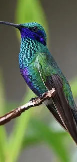 Vibrant hummingbird perched on branch with vivid green and blue feathers.