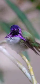 Purple and green hummingbird perched on a branch in a vivid mobile wallpaper.