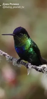 Vibrant emerald green hummingbird perched gracefully on a branch.