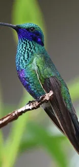 Vibrant hummingbird with green and blue feathers perched on a branch.