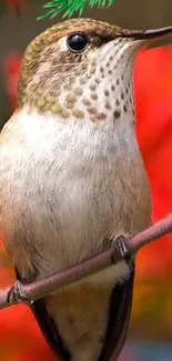 Beautiful hummingbird sitting on a branch with a vibrant red background.