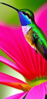 Colorful hummingbird resting on a pink flower.