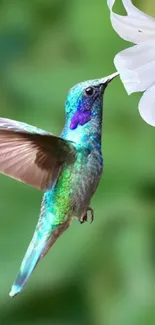 Vibrant hummingbird hovering by a flower in lush greenery.