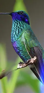 A vibrant green and blue hummingbird perched on a branch.