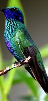 Vibrant green hummingbird perched against a blurred natural background.