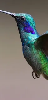 Colorful hummingbird in flight with teal feathers.