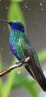 Vibrant hummingbird perched on a branch with a blurred leafy background.