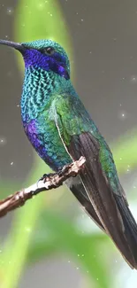 A beautiful green and blue hummingbird perches gracefully on a branch.