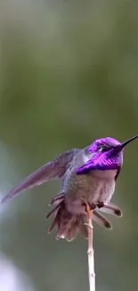 A purple hummingbird perched on a branch with a blurred green background.