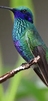 Vibrant green and blue hummingbird perched gracefully on a branch.