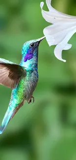 Vibrant hummingbird near a white flower on a green background.