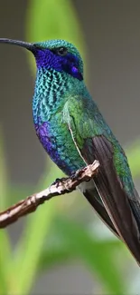 A vibrant hummingbird perched on a branch with lush green background.