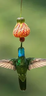 Vibrant hummingbird sipping nectar from a colorful flower against a green backdrop.