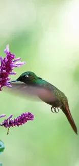 Hummingbird in flight near purple flowers on a green background.