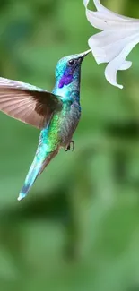 Vibrant hummingbird sipping from a white lily on a green background.