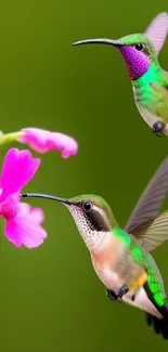 Two vibrant hummingbirds hover near bright flowers against a green background.