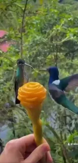 Hummingbirds flying near orange flower in lush forest.