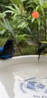 Two hummingbirds by a bowl in a lush garden.