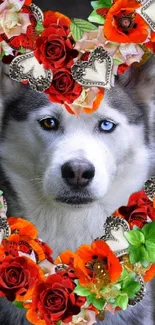 Majestic husky with vibrant floral heart design wallpaper.