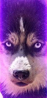 Husky with neon purple eyes and glowing light effect mobile wallpaper.