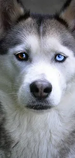 Close-up of a husky with blue and brown eyes on a mobile wallpaper.