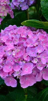 Vibrant pink and purple hydrangea with lush green leaves.