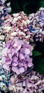 Vibrant hydrangea flowers in purple hues for mobile wallpaper.