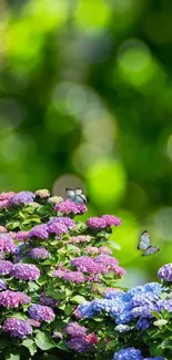 Vibrant hydrangeas and butterflies in a lush green background.