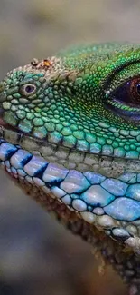 Vibrant iguana lizard with green scales.