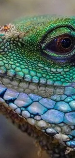 Close-up of a vibrant iguana with detailed scales in green and blue hues.