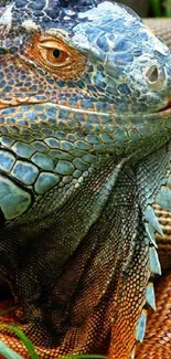 Close-up of a vibrant iguana displaying intricate textures and colors.