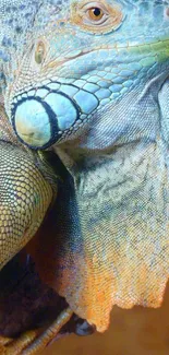 Colorful iguana with detailed textures on a vibrant blue background.