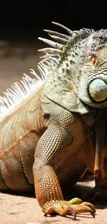 Close-up of a vibrant iguana in natural light, perfect for nature wallpapers.