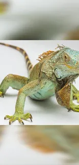 Close-up of a colorful iguana on a mobile wallpaper.