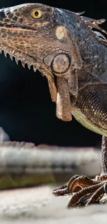 Close-up of a vibrant iguana on a mobile wallpaper.