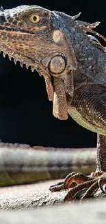 Close-up of an iguana basking in the sunlight on a rock.