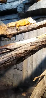 Orange iguana resting on a wooden branch in a rocky setting.