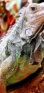 Iguana on a log in vibrant nature setting, showcasing rich green hues.