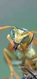 Close-up vibrant insect on a green background.