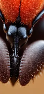 Macro close-up of an insect with vibrant red and black colors.