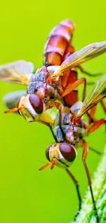 Macro shot of two colorful flies on a green plant.